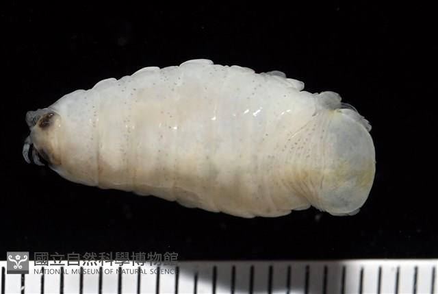 未知種縮頭水虱藏品圖，第7張