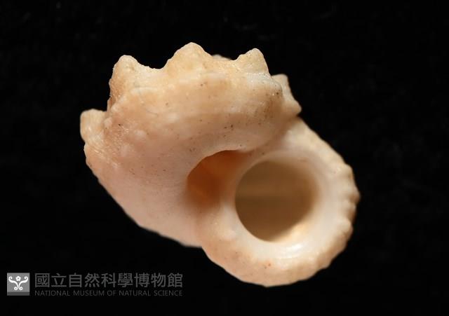 孤鴻花冠螺藏品圖，第7張