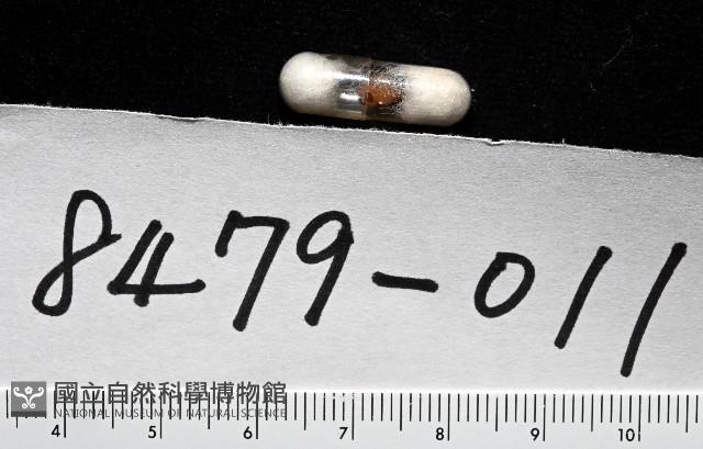 菲律賓粟螺藏品圖，第7張
