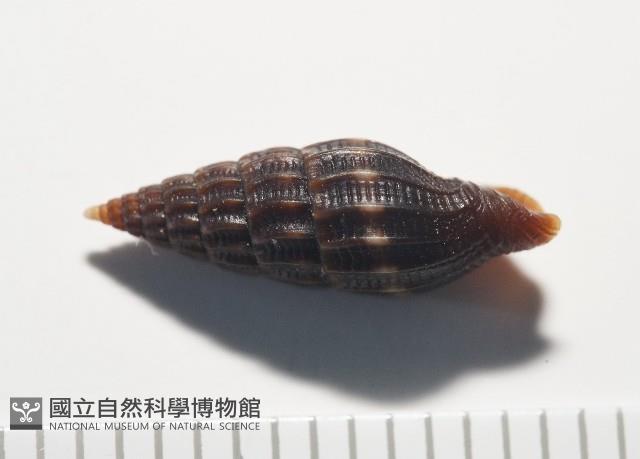 微光蛹筆螺藏品圖，第7張