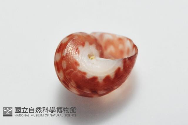 明輝蠑螺藏品圖，第7張