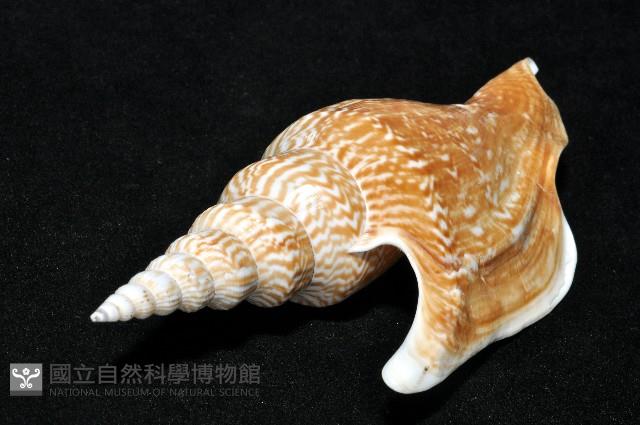 金斧鳳凰螺藏品圖，第7張