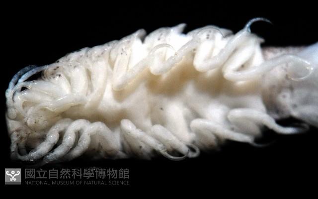 未知種浪漂水虱藏品圖，第7張