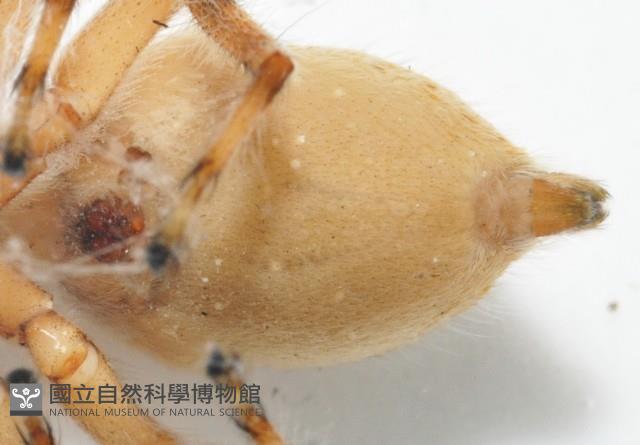 雙帶扁蠅虎藏品圖，第7張