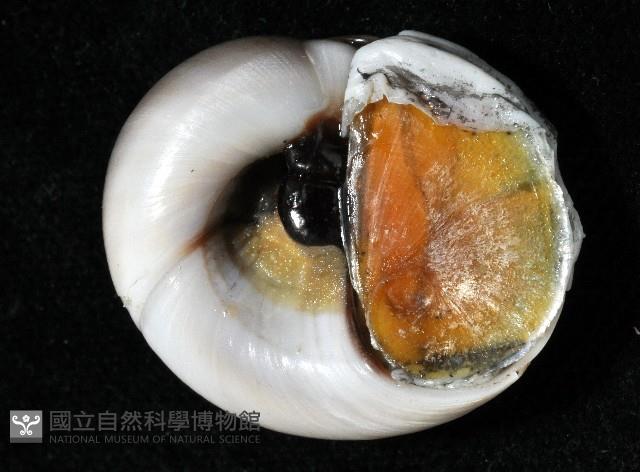 大玉螺藏品圖，第7張
