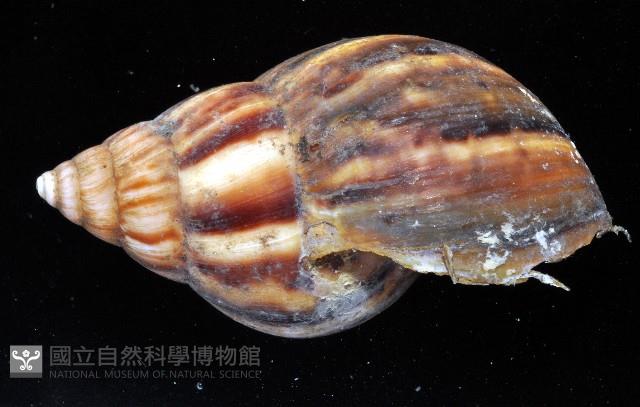 白玉蝸牛藏品圖，第7張