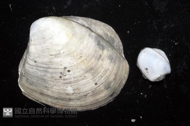 索足蛤藏品圖，第7張