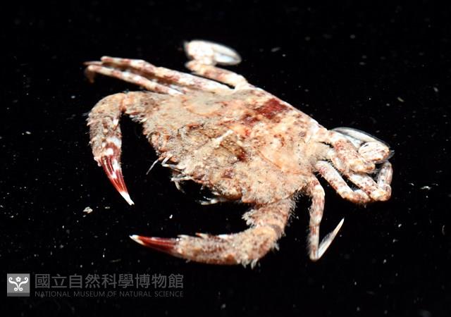 顆粒蟳藏品圖，第7張