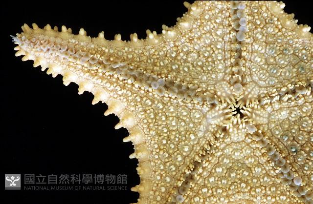 未知種馬海星藏品圖，第7張