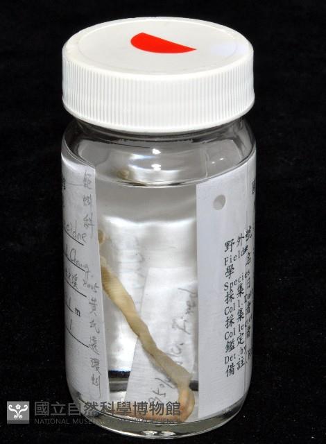 黃氏遠環蚓藏品圖，第7張