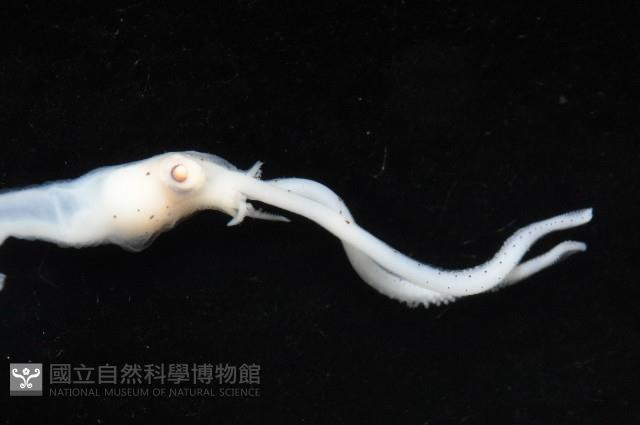 未知種手魷藏品圖，第7張