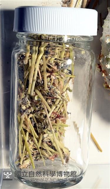 裸隱肛海膽藏品圖，第7張