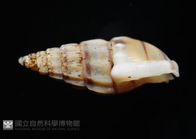 百肋織紋螺(暫譯)藏品圖，第7張