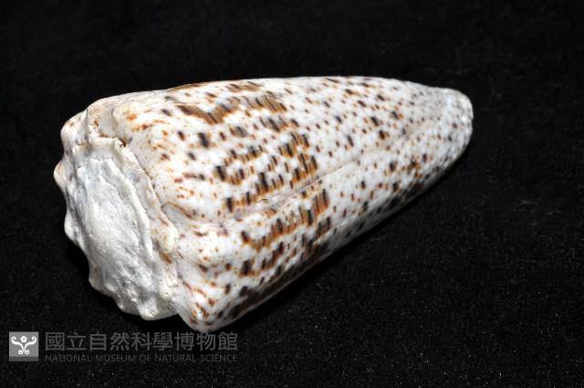 帝王芋螺藏品圖，第7張