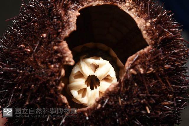 魯氏硬海膽藏品圖，第7張