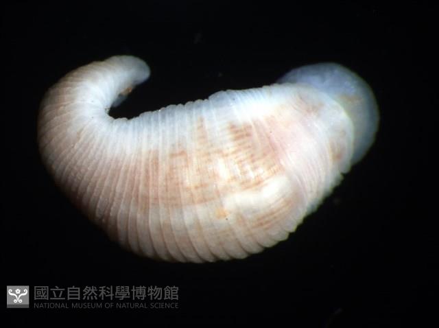未知種舌蛭藏品圖，第7張