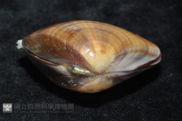 文蛤藏品圖，第7張