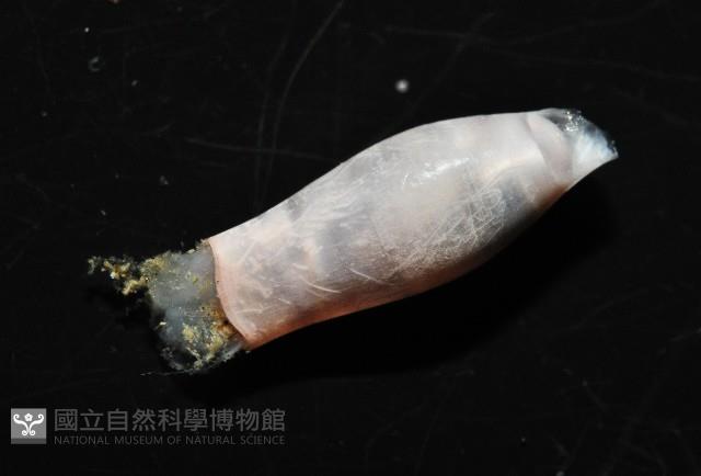 筒蝶螺藏品圖，第7張