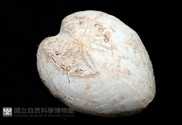 小花瓣裸心海膽藏品圖，第7張