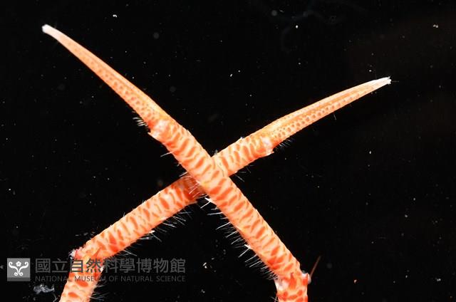 近似宦蝦藏品圖，第7張