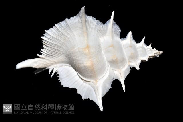 岩石芭蕉螺藏品圖，第7張