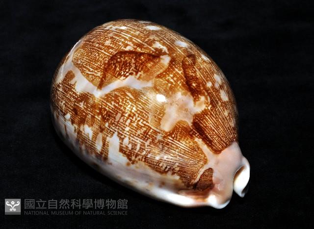 地圖寶螺藏品圖，第7張