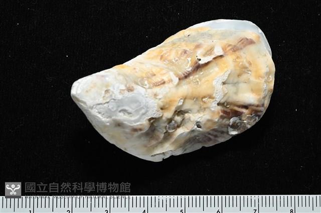 大牡蠣(葡萄牙牡蠣)藏品圖，第7張