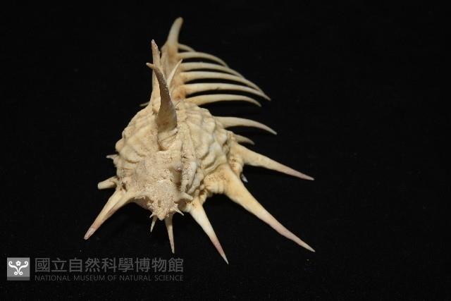 黑刺骨螺藏品圖，第7張