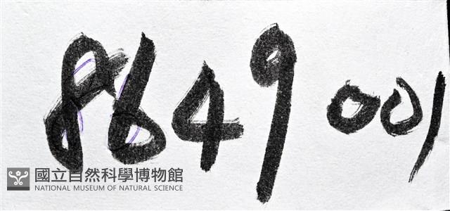 觀音渦筆螺藏品圖，第7張