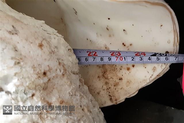 巨硨磲蛤藏品圖，第7張