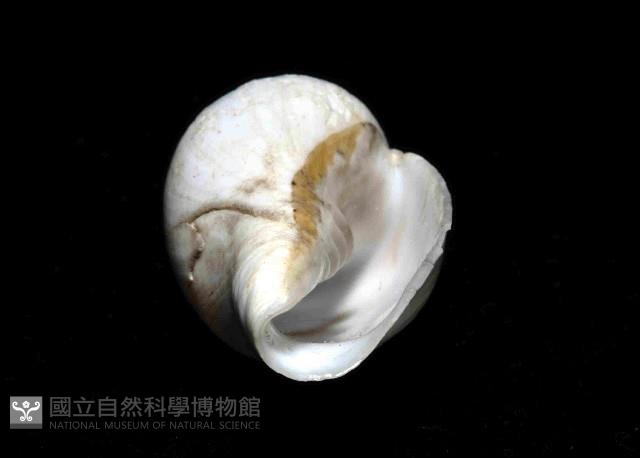 香蕉筆螺藏品圖，第7張