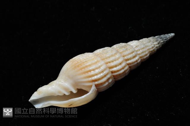 明輝蛹筆螺藏品圖，第7張