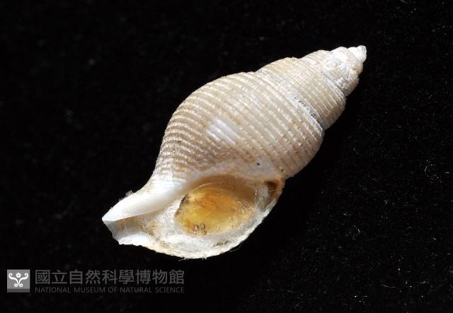 大溪峨螺(新種)藏品圖，第7張