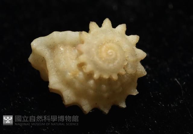 綠島花冠螺藏品圖，第7張