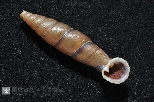 暗昏大傘口煙管蝸牛藏品圖，第7張