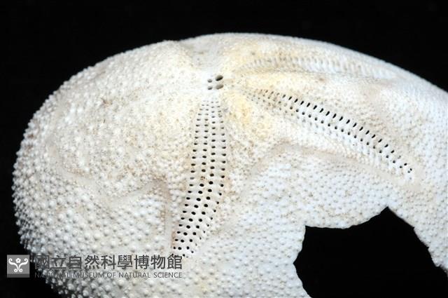 脊背壺海膽藏品圖，第7張