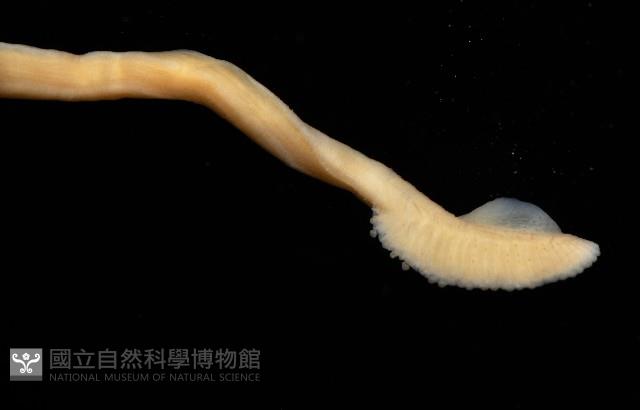 叉尾烏賊藏品圖，第7張
