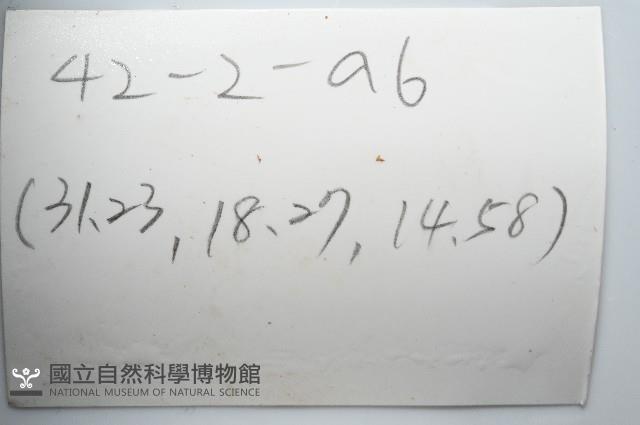 深海殼菜蛤的一種藏品圖，第7張