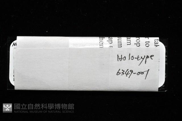 新種鯊魚絛蟲-01藏品圖，第7張