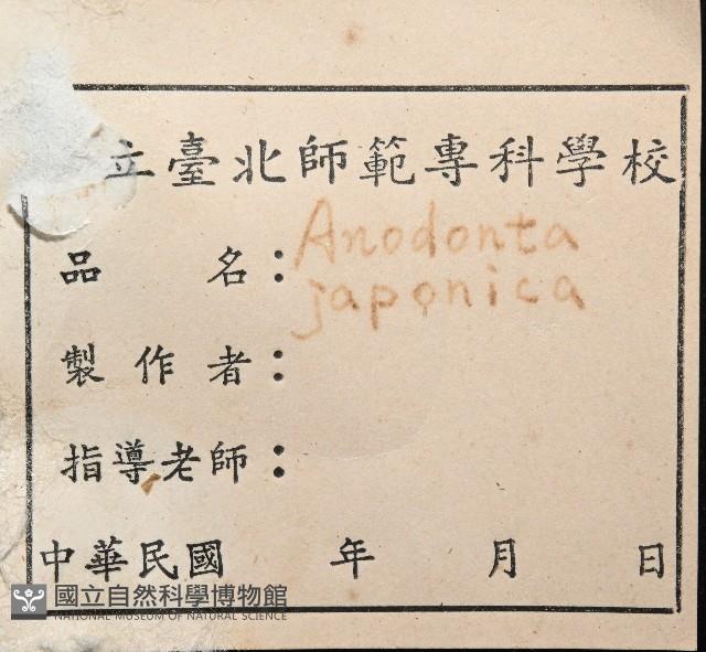 橄欖紫雲蛤藏品圖，第7張