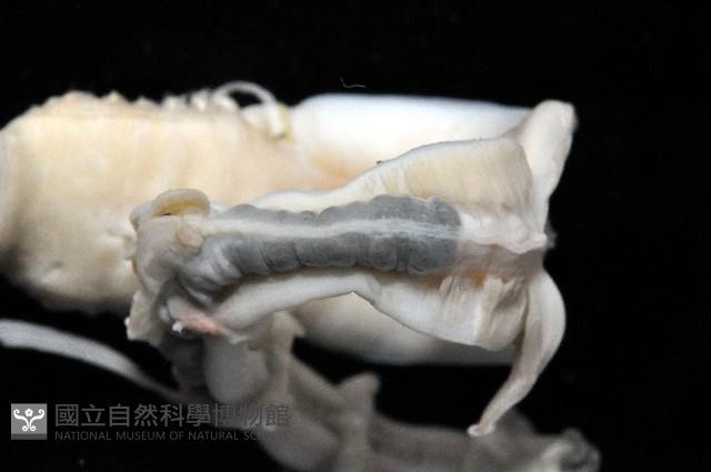 未知種中燐蟲藏品圖，第7張