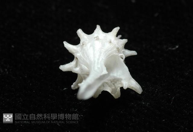 柯孫骨螺(新種)藏品圖，第7張