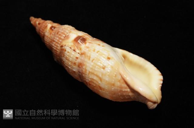 小平頭布紋螺藏品圖，第7張