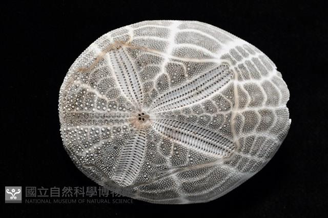 心形海壺藏品圖，第7張