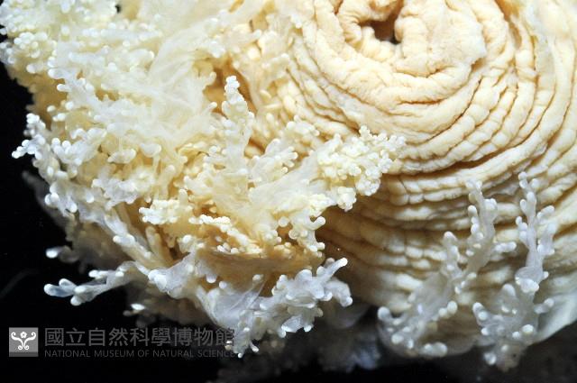 簇飾大結海葵藏品圖，第7張