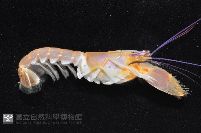 長眼阿蛄蝦藏品圖，第7張