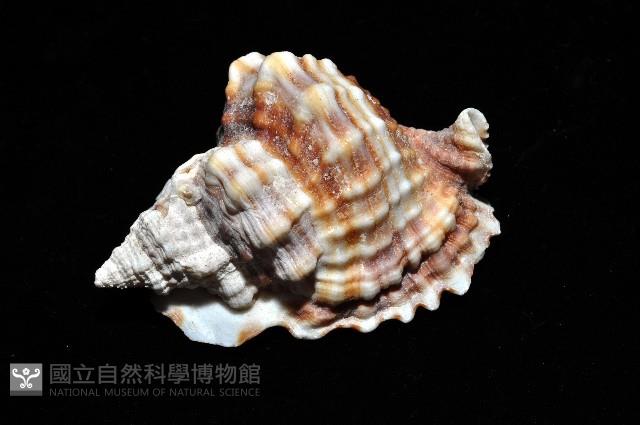 扭法螺藏品圖，第7張