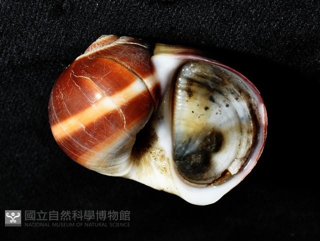 腰帶玉螺藏品圖，第7張