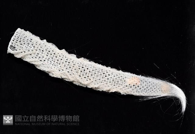 未知種偕老同穴海綿藏品圖，第7張