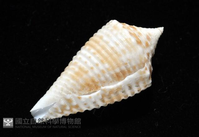 土生芋螺(新種)藏品圖，第7張